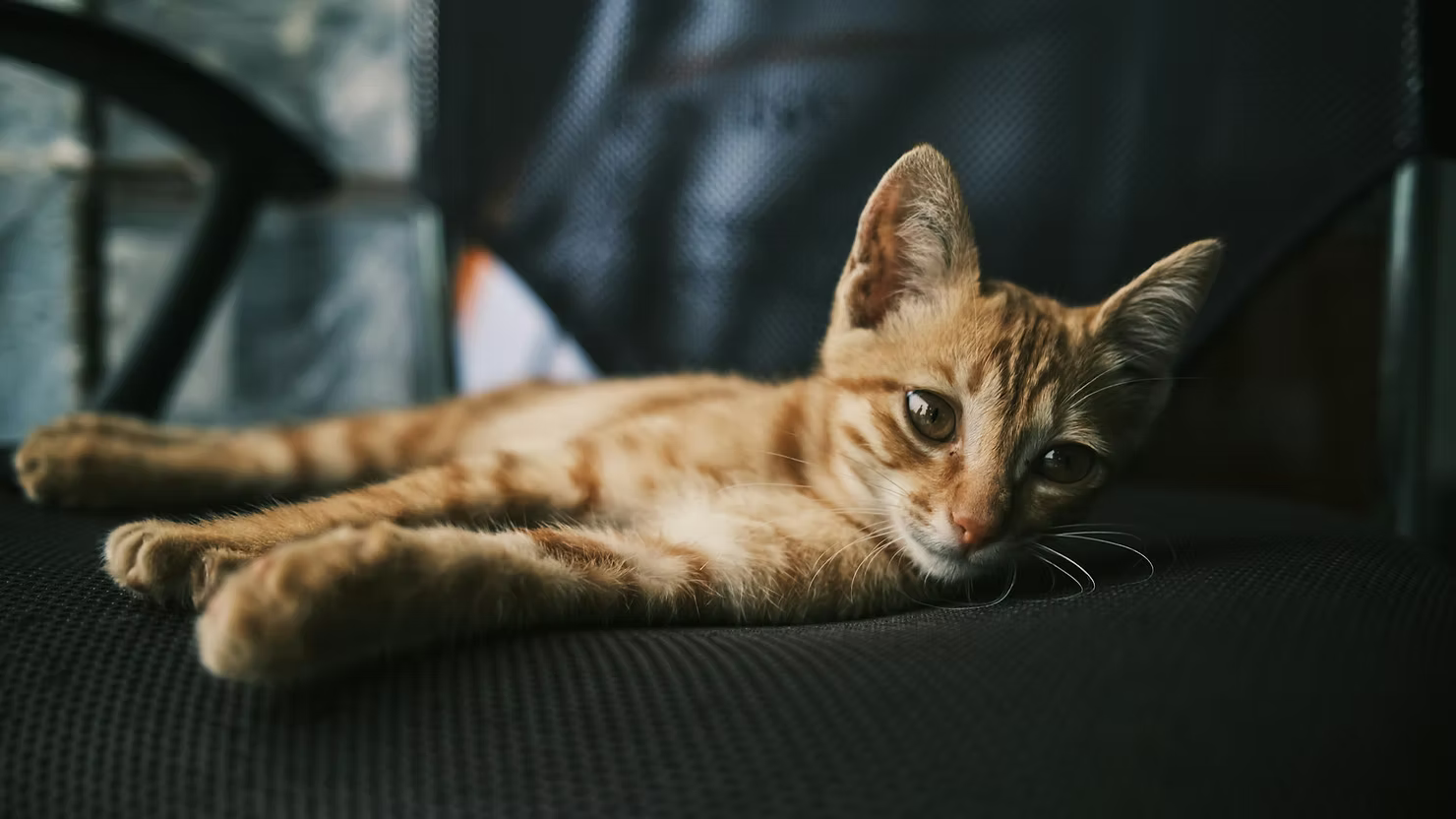Living with a Cat Diagnosed with FIP: Emotional and Practical Tips