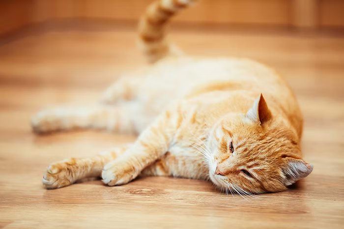 Why Delaying FIP Treatment is Fatal