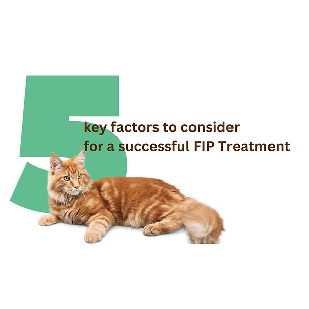5 Key Factors to Consider for a Successful FIP Treatment -Early detection and treatment is crucial.