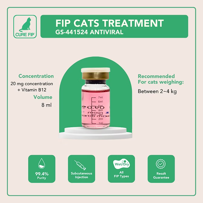 Understanding Anemia in Cats: Symptoms, Causes, Diagnosis, Treatment, and its Link to FIP