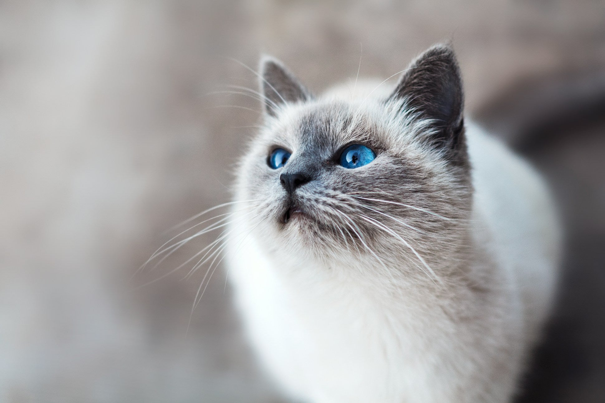 Cat Kidney Health: Symptoms of Trouble and How to Support Long-Term Function