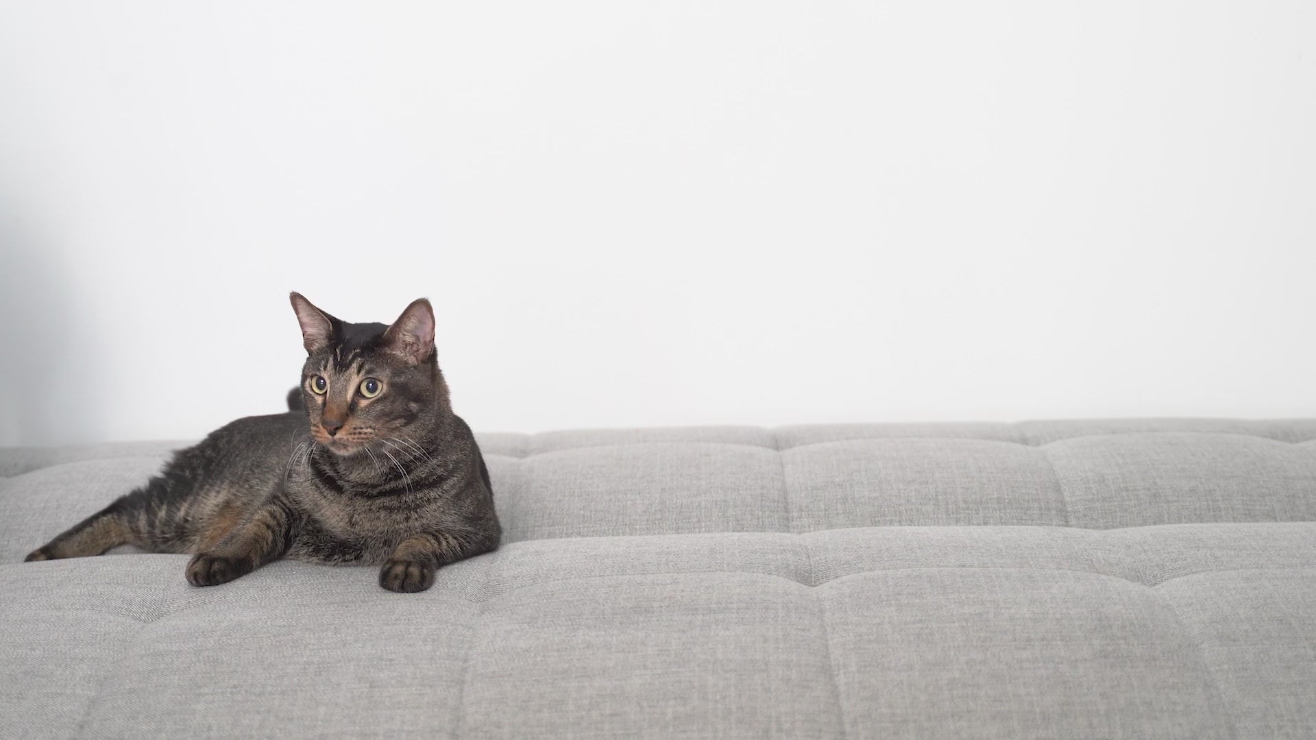 Für Katzen mit einem Gewicht unter 2,5 kg, 30-Tage-Kurpackung